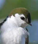 Violet green Swallow 3209